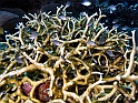 _img_7071